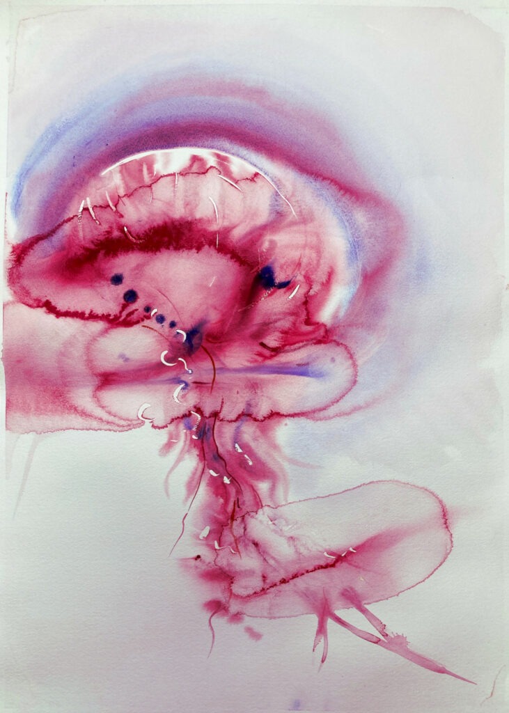 Wouter van de Koot watercolour jellyfish elements water